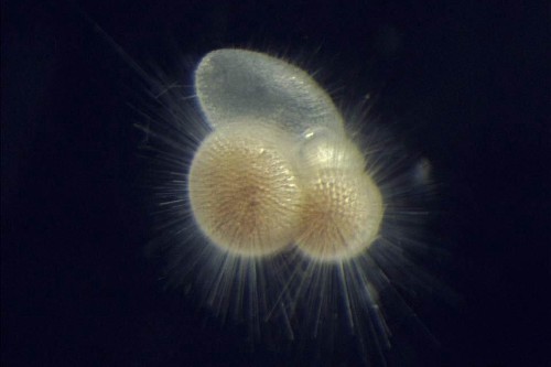 Trilobus Plankton